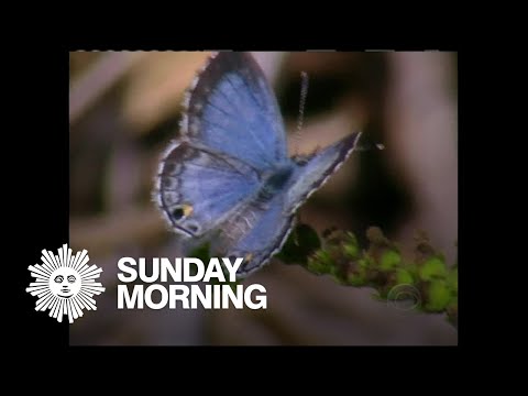 From 2003: Saving the Miami Blue butterfly