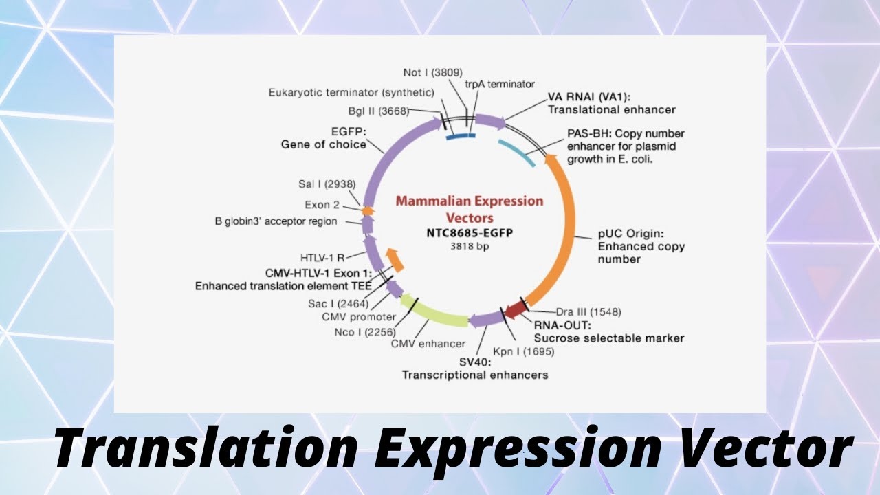 Transation Vector Translation expression vector - YouTube
