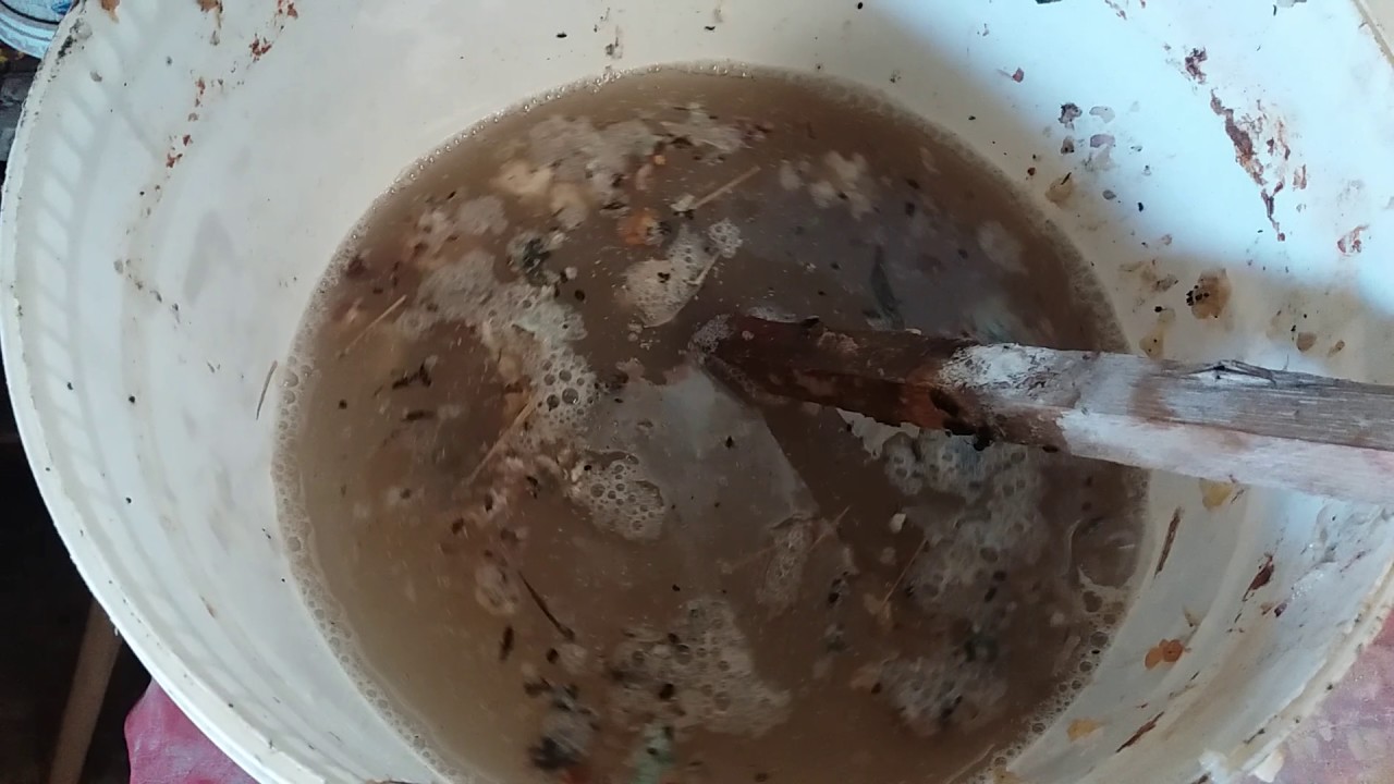 Como coletar microorganismos para fazer adubo orgânico