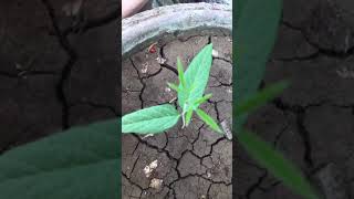 How to grow ginger plant in home | घर में अदरक का पौधा कैसे उगाएं. #Shorts