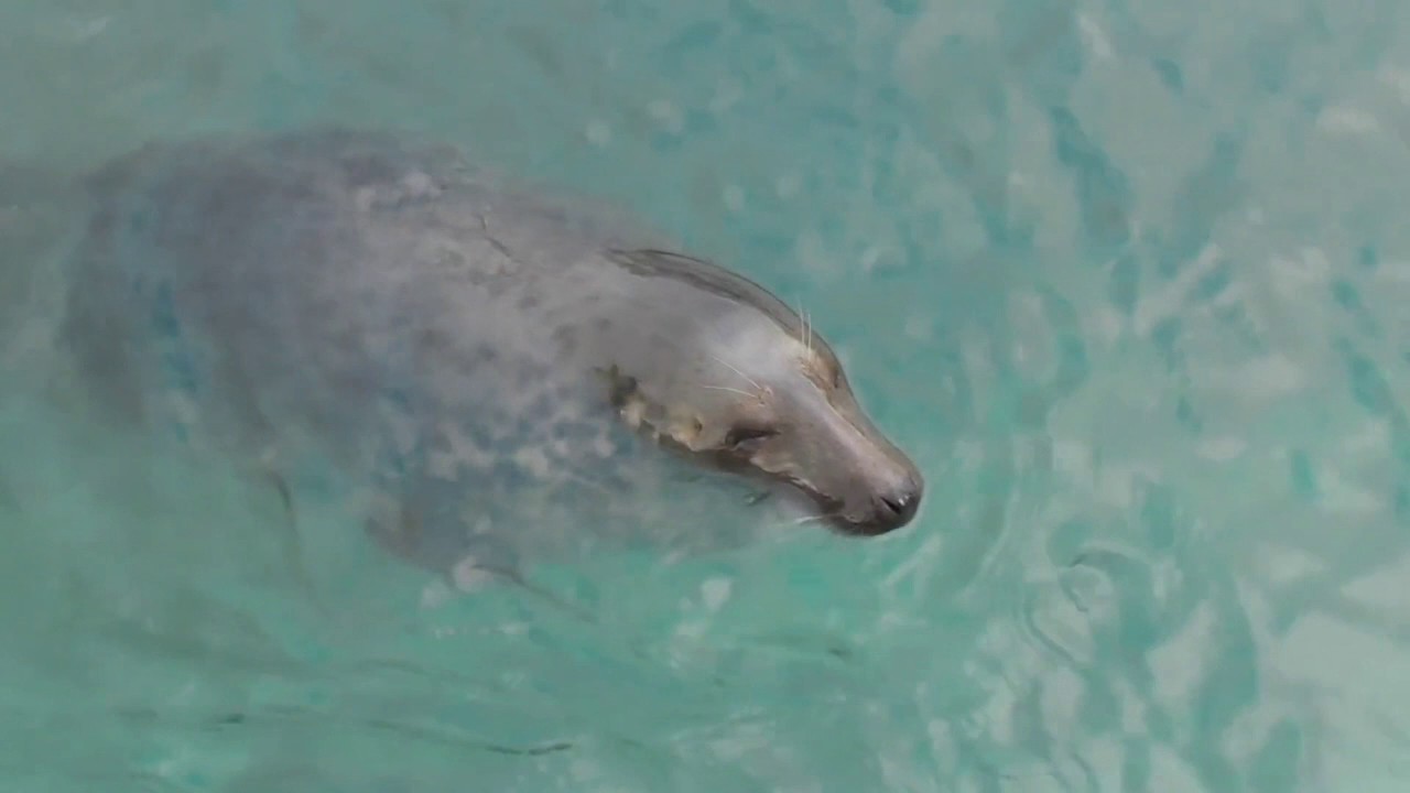 Seals Swimming FREE Stock Footage YouTube