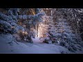 Natural White Noise: Windy Winter Forest - 10 Hour Audio