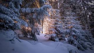Natural White Noise: Windy Winter Forest - 10 Hour Audio