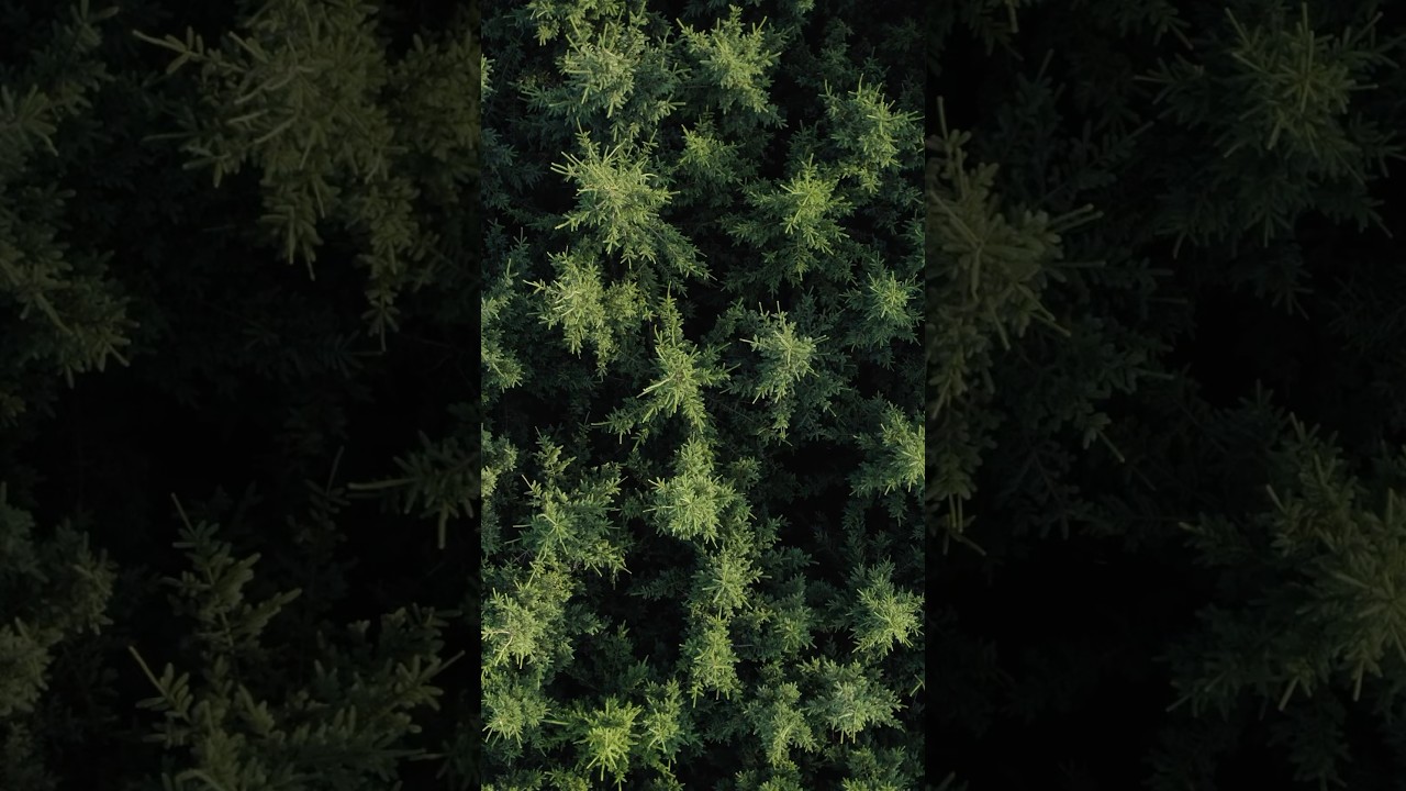 Nature Recovery Zones part one: CLIMATE EMERGENCY