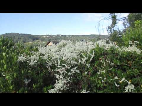 Video: The Silver Lace Plant - Growing Silver Lace Vines In The Garden