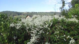 Silver Lace Vine