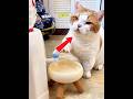 This Cat Is Smarter Than Most People 😂🐱