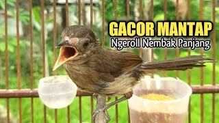 Download lagu SUARA BURUNG FLAMBOYAN - NEMBAK BESET PANJANG - NYECRETTT DURASI