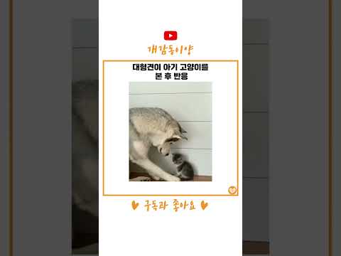 <strong>대형견이</strong> 아기 고양이를 본 후 반응 #shorts
