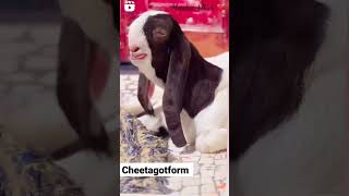 Isen To Dil Ki Dhedken Tej Ker Di Bidu .