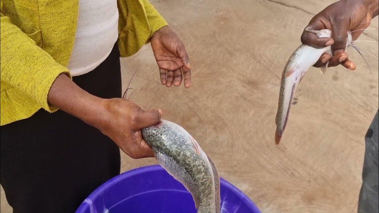 Catfish smoking process How to hold a Catfish without getting stung