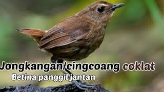 Jongkangan betina..pancingan agar jantan cepet bunyi!!