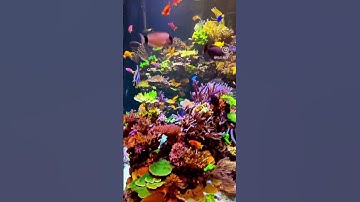 Hồ Cá Thủy Sinh Cá Săn Mồi Cộng Đồng