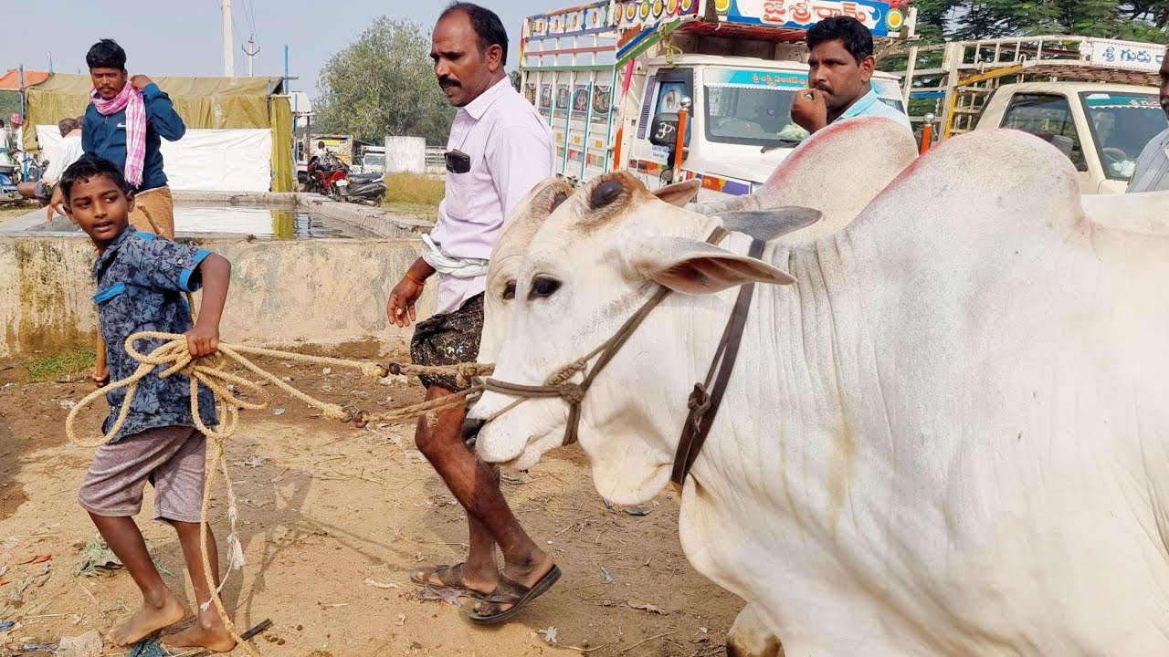 సంతలో దూడల కొరకు హోరాహోరి బేరం-pebbair bull market-pebbair santha-oxen prices-pebbair santa-bulls-ox