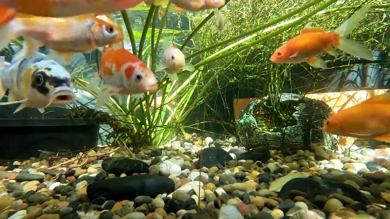 Pond Evolution 22February2026