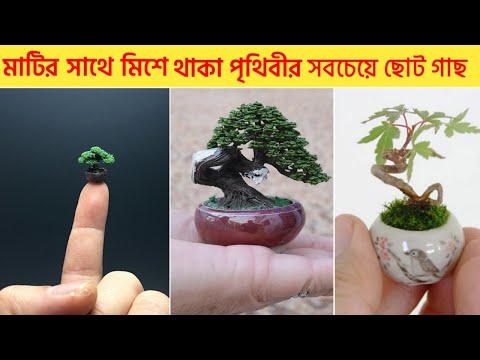 ভিডিও: পৃথিবীর সবচেয়ে ছোট গাছ কোনটি?