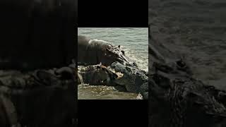 Download Lagu Hippo rescues Wildebeest from Crocodile MP3