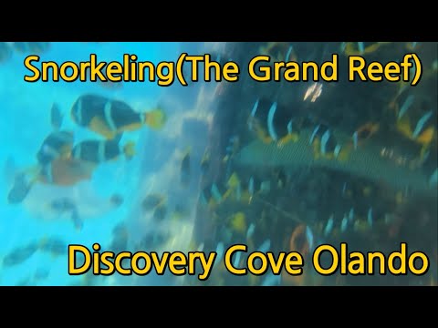 Snorkeling-The Grand Reef(Discovery Cove) 디스커버리 코브 스노클링