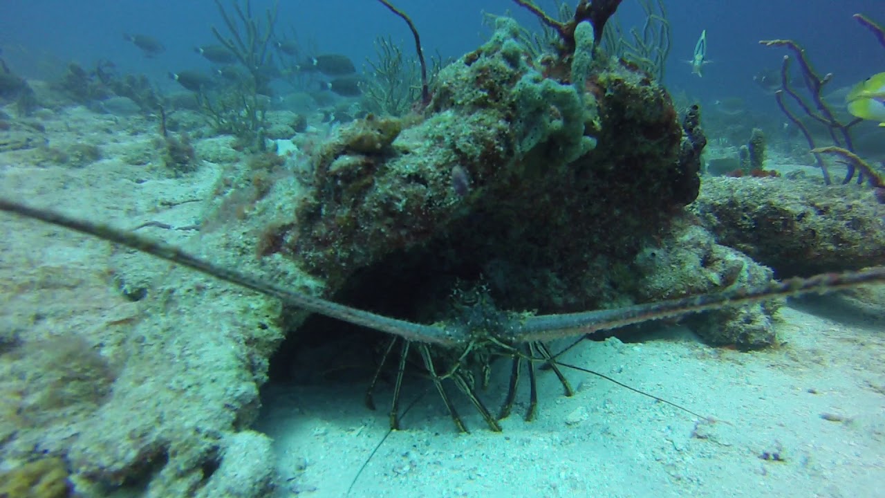 Curious Lobster Aruba YouTube