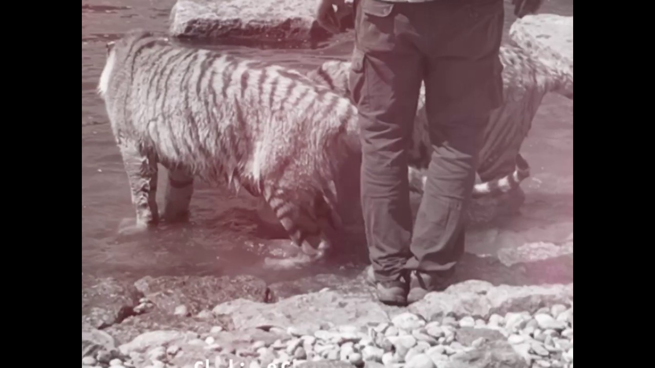 malkia park cena Bengal Tiger sisters / MALKIA PARK