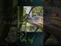 💚 Quando o Periquito Visita, a Alegria Chega Junto no quintal