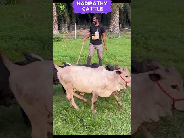 The Sweetest “Pet Cows” You’ll See Today 💘 No Joke  #d25 #oct2 #dussehra #vD25 #ramWins #goodWin