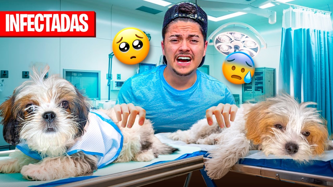 NOSSA CACHORRINHA FOI INFECTADA POR PULGAS COM A SUA IRMÃZINHA!