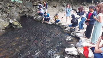 Coj peb mus saib lub qhov dej muaj ntses qus coob tshaj hauv ntiaj teb no 11/15/2020