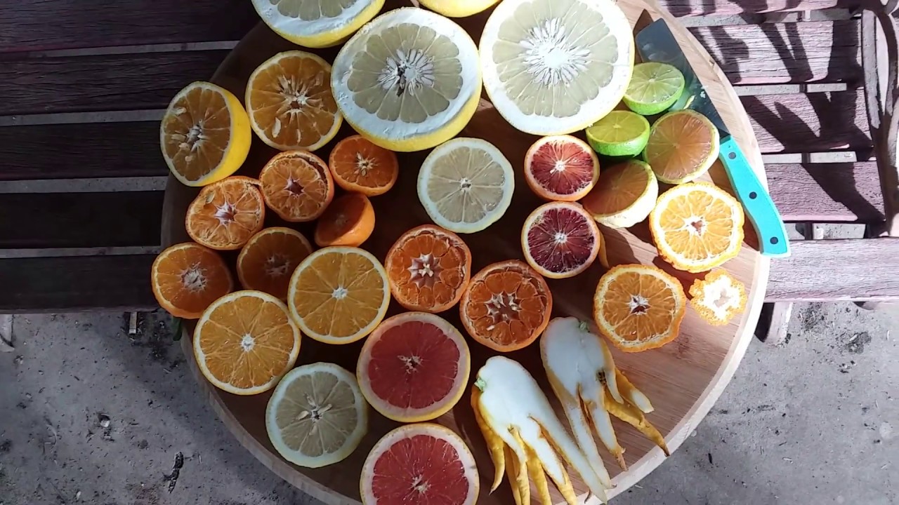 Сорта цитрусовых с моего двора в феврале!