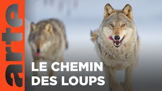 Le loup, un vagabond sans frontière | ARTE Family