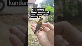 sogok ontong dilepas malahan balik lagi ke kandang