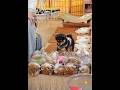 もきゅもきゅ大渋滞🐾Puppy Nibble Traffic Jam 🐶💕