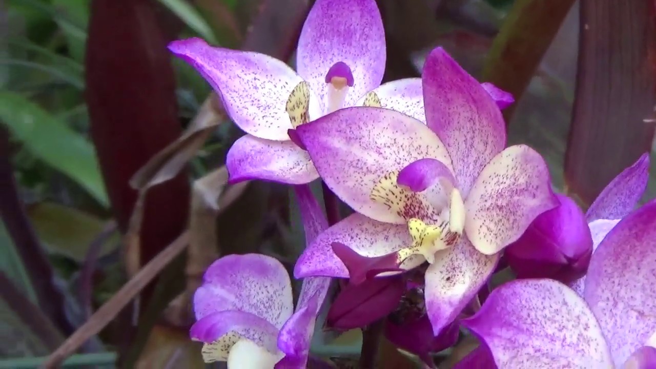 Орхидеи австралии Орхидеи австралии