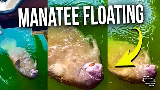 Manatee Floating by Water Surface as It Lays on Its Back Drinking Water