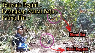 CARA JITU MIKAT MURAI BATU HUTAN DENGAN PERANGKAP AMPUH