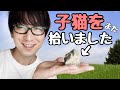 また子猫を拾いました！！