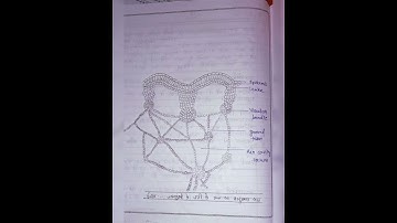B.Sc 5th semester Botany practical Notes#exam #collegeexam