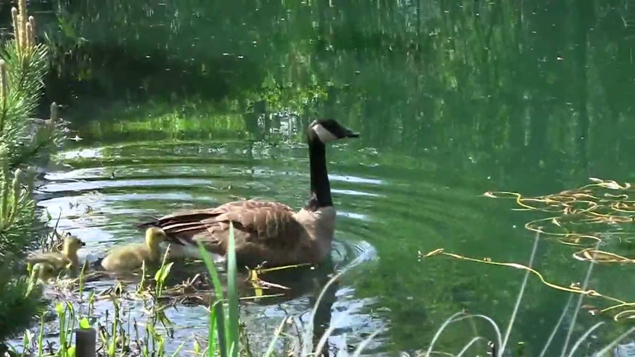 Dog kills Baby Geese in the Hoyt Pittaway pond YouTube