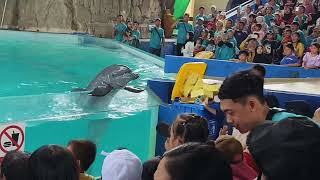 Atraksi Dolphin Show Ocean Dream Samudra Ancol