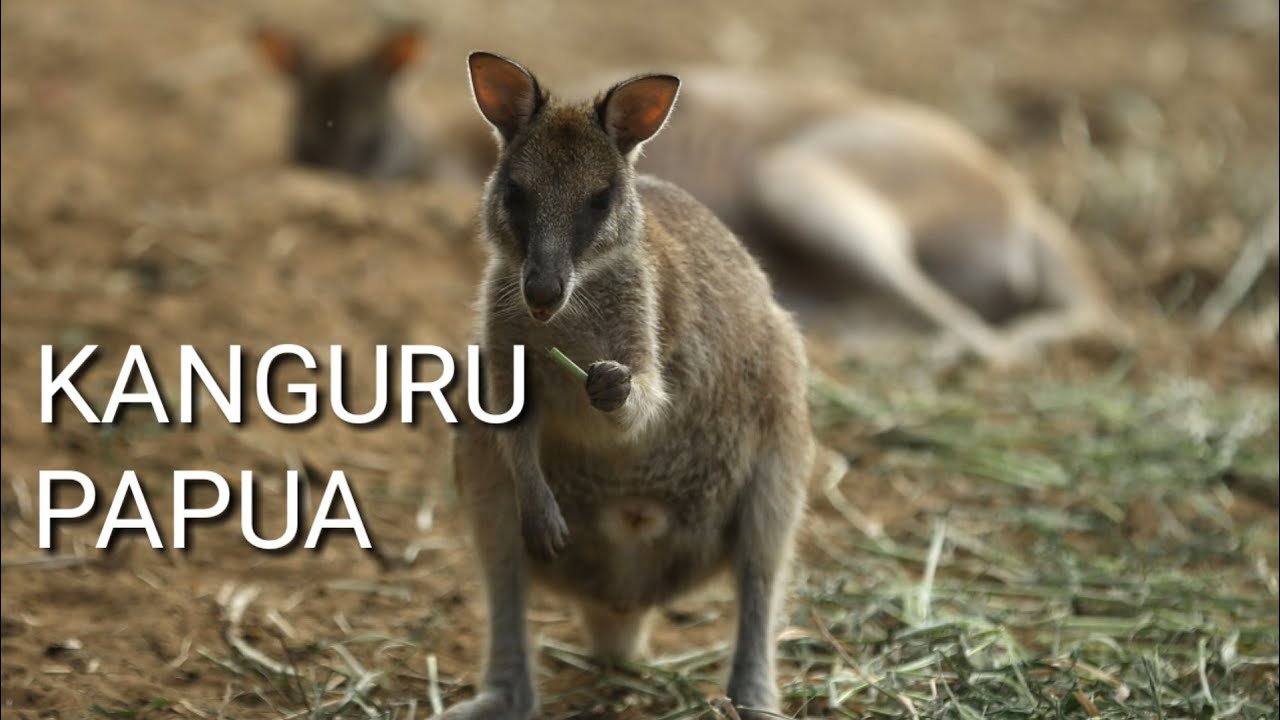 KANGURU PAPUA-Kangaroo Papua, Indonesia - YouTube