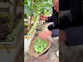 Home Gardening Tip: How to Harvest Brussels Sprouts from Your Own Potted Plant!
