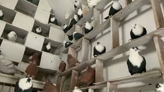 Киевские Светляки голуби/pigeons tumblers