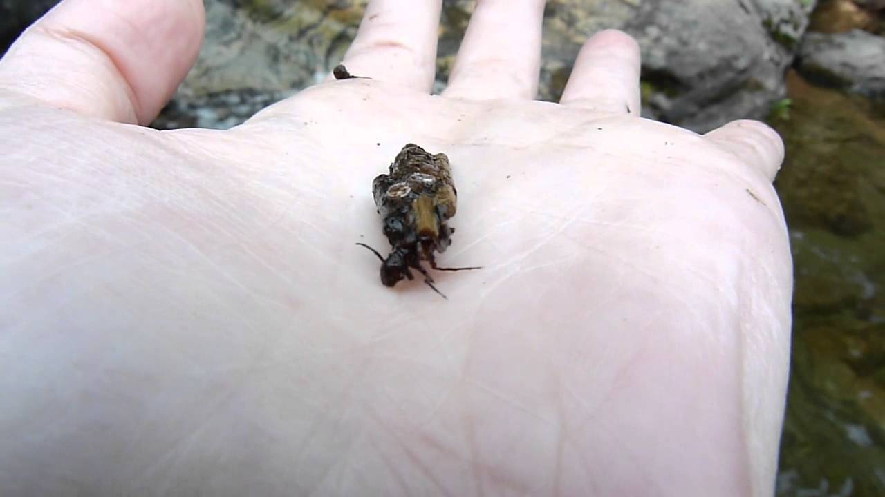 Trichoptère Limnephilidae