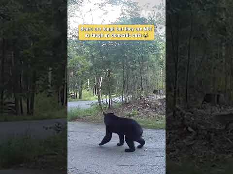 Bears are tough but they are NOT as tough as domestic cats 😹