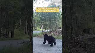 Bears are tough but they are NOT as tough as domestic cats 😹