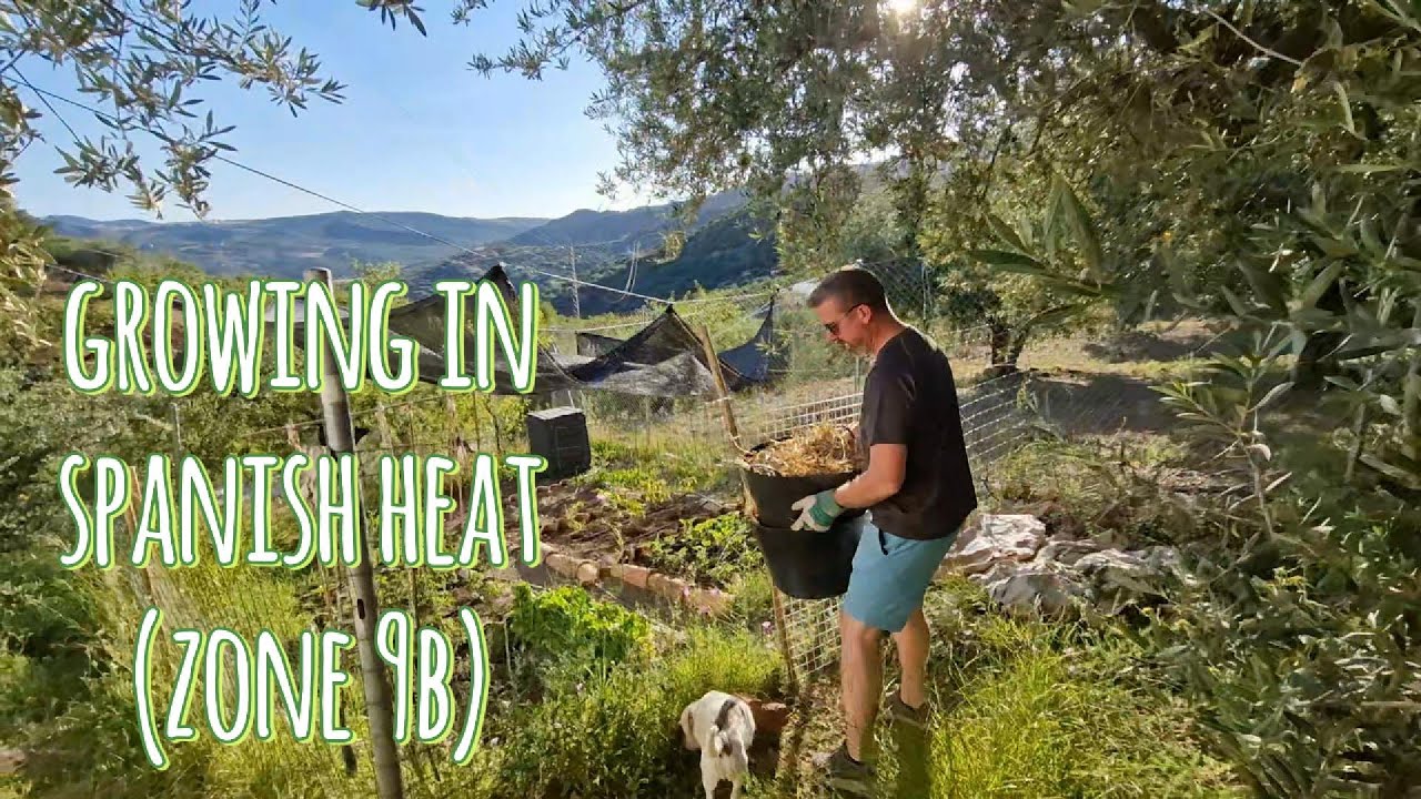 Beating the Heat Using Straw Mulch to Retain Moisture in My Veg Beds
