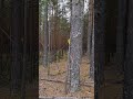 Огурцы растут на сосне ;)))