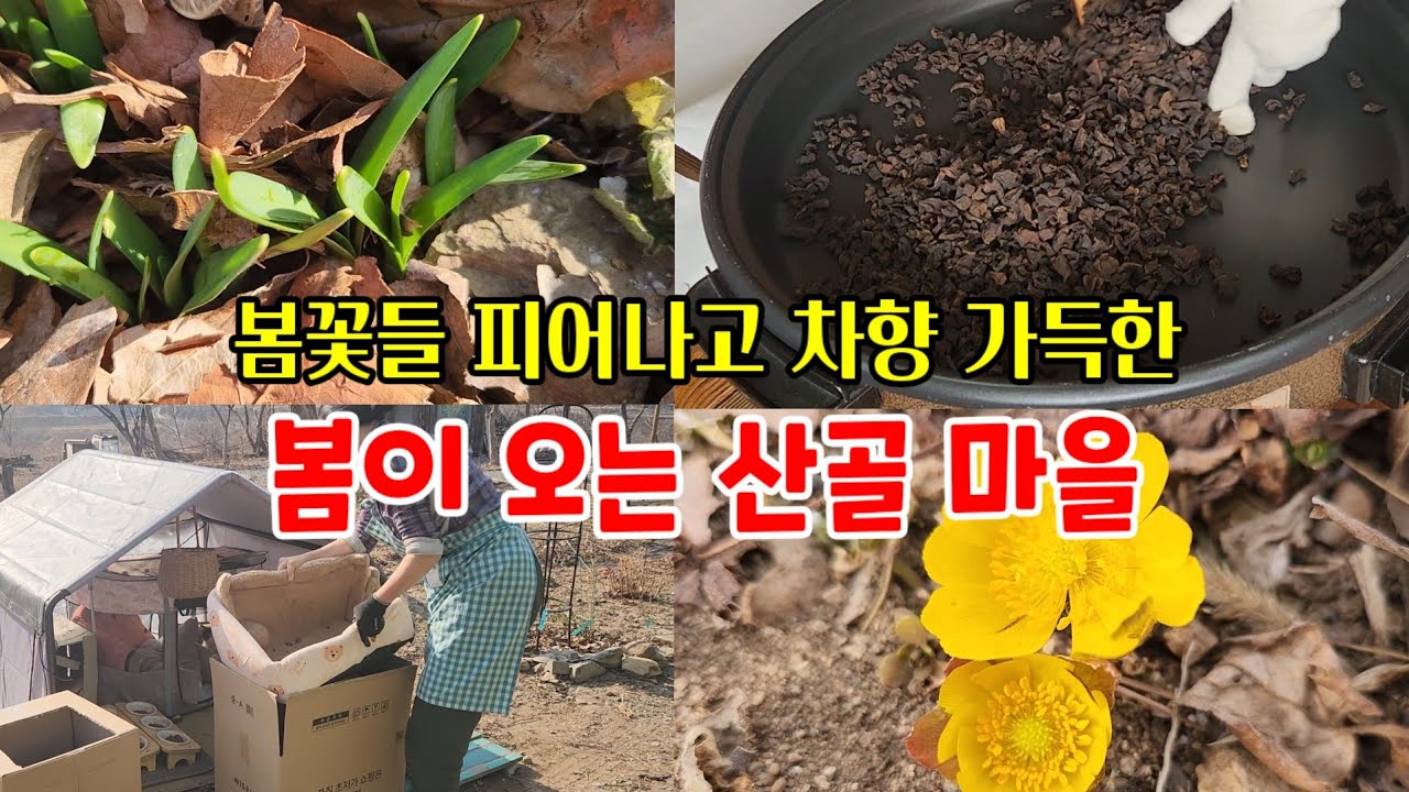 봄을 알리는 꽃들이 피어나고 있어요~ 무차 만들고 고양이집도 단장하고~ 즐거워지는 산골생활 @심심산방