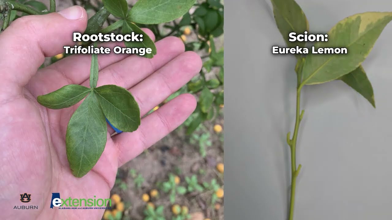 Citrus Budding with Alabama Extension Agent Jacob Kelley - YouTube