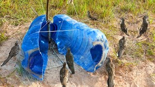 Bird Trap Technology - Best Big Bottle Bird Trap - How to make bird trap with big plastic bottle